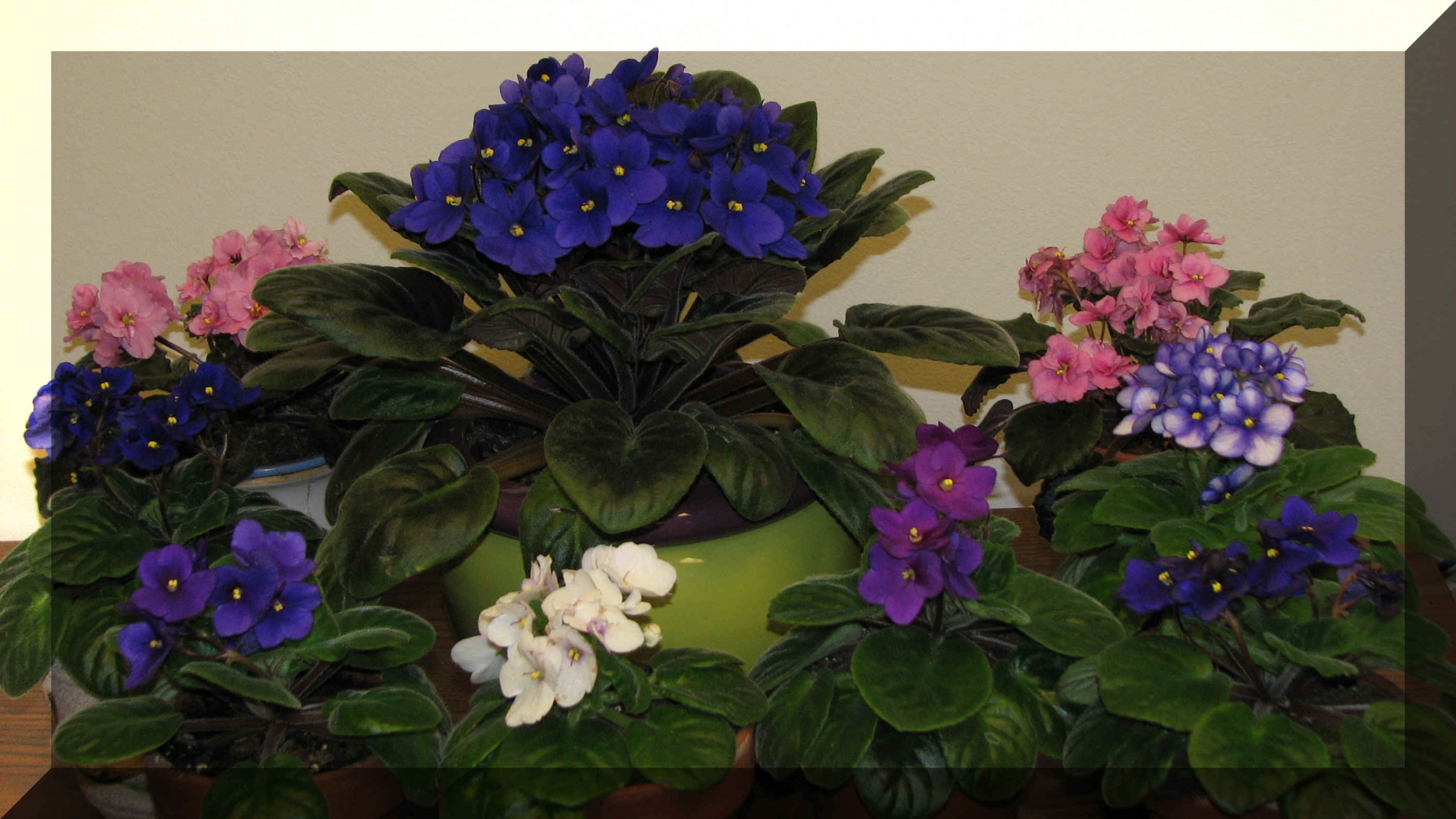 african violet care indoors