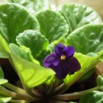 african-violet