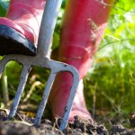 Ask A Master Gardener – Tips for New Gardeners