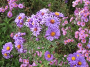 Ask A Master Gardener – Amazing Autumn Blooming Asters