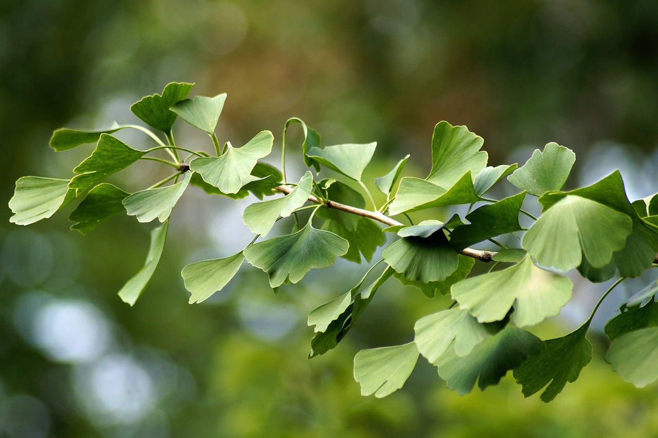 Ask A Master Gardener – The Ginkgo Tree: A Real Dinosaur