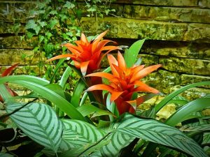 Ask A Master Gardener – Growing Bromeliads at Home