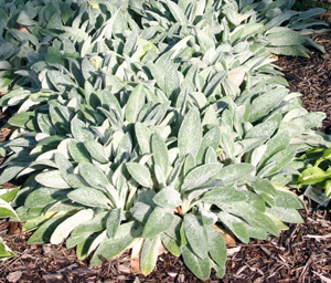 Ask A Master Gardener – Lamb’s Ear, a Texturally Appealing Plant