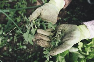 Ask A Master Gardener – Summer Days & Weed Control