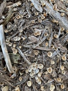 Ask A Master Gardener – There is a Fungus Among Us