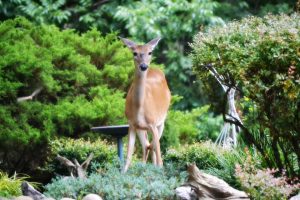 Ask A Master Gardener – Managing Deer Damage