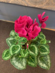 Ask A Master Gardener – Cyclamen: The Other Holiday Plant