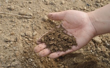 Soil Close Up