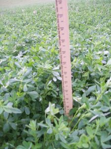 When Do I Cut? Predicting Pre-Harvest Alfalfa Quality