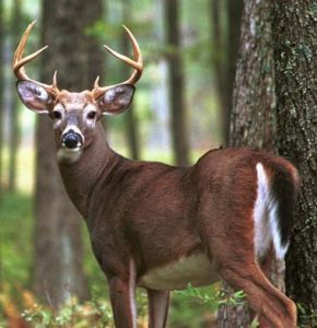 Safe Handling Practices for Wild Game Meat