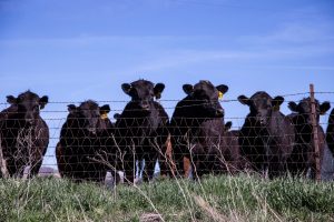 Beef Quality Assurance (BQA) Meetings