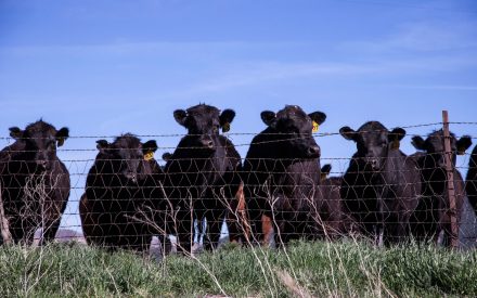 Herd of Beef Cattle