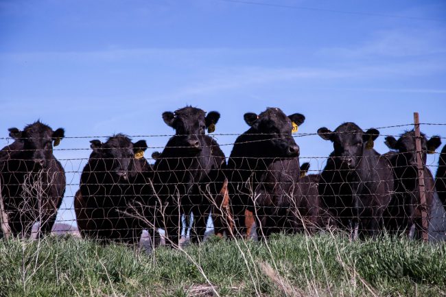 Herd of Beef Cattle