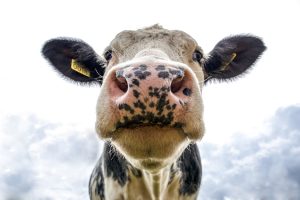 Dairy Spanish Webinar | El “Break” Info-Lechero
