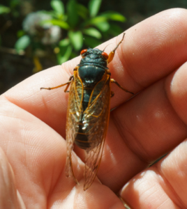 Cicadas 101: Are you ready?