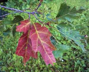 It’s summer – why are my oak tree leaves red??