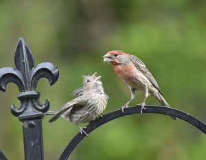 Aww Baby Animals…..in August?!