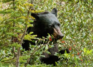 Hungry for some bear knowledge?