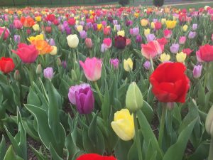 🌷Plant Hardy Bulbs for Spring in the Fall🌷