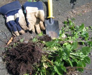 Tackling Tough Weeds – Horticulture Class