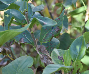 What’s Up With My Lilacs?!