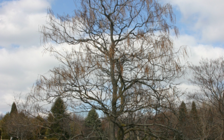 Seed pods clinging to Catalpa ovata after seasonal leaf drop