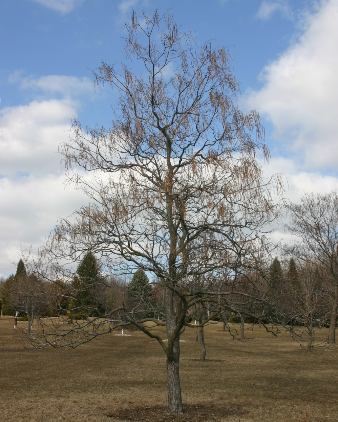 Seed pods clinging to Catalpa ovata after seasonal leaf drop