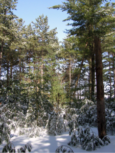 Impacts Of Winter Weather On Trees