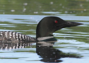 2025 American Birding Association Bird of the Year