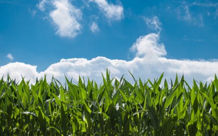 ☀️From Sunlight to Smoke🔥: How Wildfire Haze is Shaping Corn Growth in Wisconsin