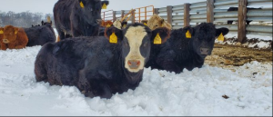 Helping Livestock Handle Cold Stress