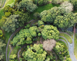 Curious about Tree Diversity?