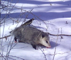 Marsupials in Wisconsin?!