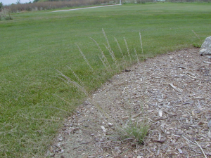 Early Spring Lawn Tips