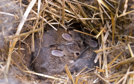 A Kit of Cute Cottontails 🐰🐰🐰