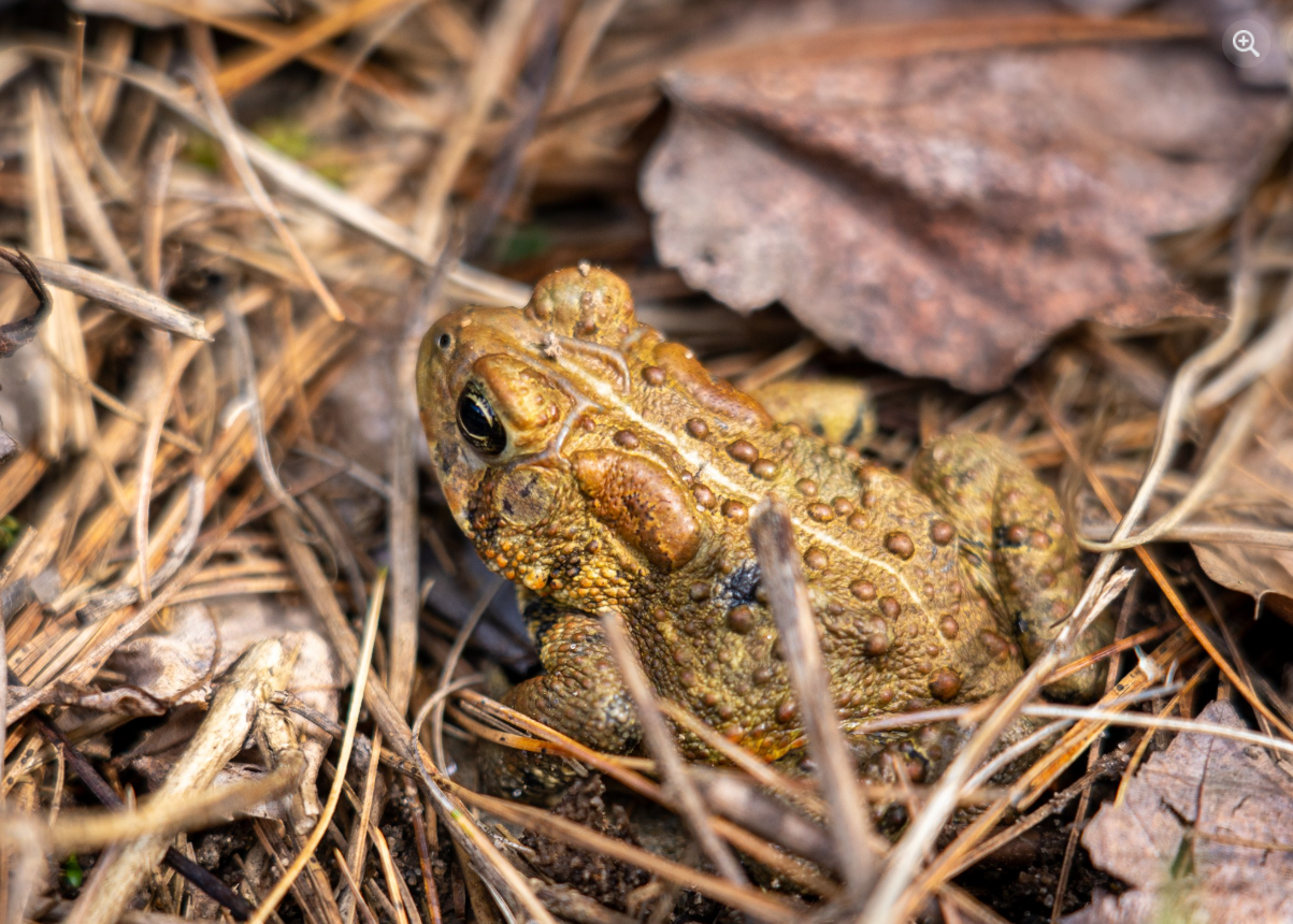 Not All Frogs Are Toads, But All Toads Are Frogs