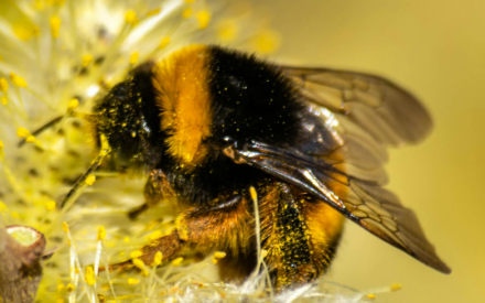 Master Gardener – June Newsletter