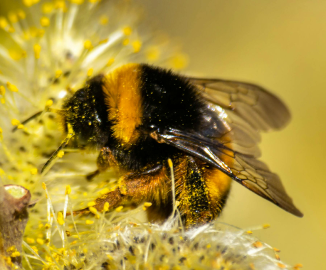 Master Gardener – June Newsletter