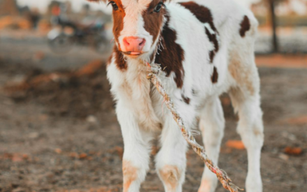 SMART CALF REARING CONFERENCE