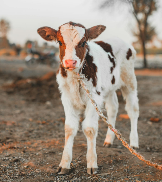 SMART CALF REARING CONFERENCE