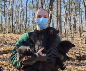 How many black bear cubs does it take to change a lightbulb?
