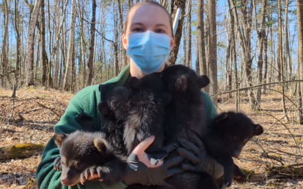 How many black bear cubs does it take to change a lightbulb?