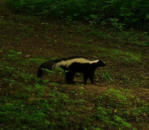 What’s that smell?! Check the DNR Trail Cameras!