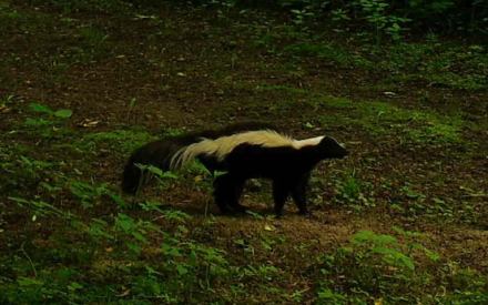 What’s that smell?! Check the DNR Trail Cameras!