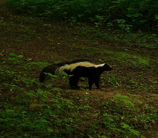 What’s that smell?! Check the DNR Trail Cameras!