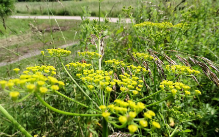 Exploring Invasive Species