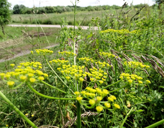 Exploring Invasive Species