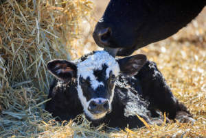 Calving Management Workshop