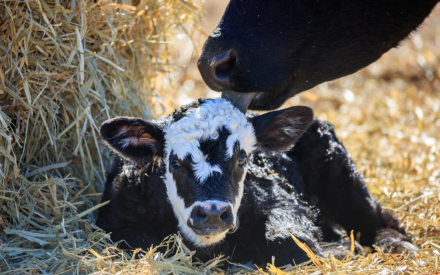 Calving Management Workshop