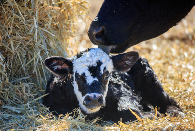 Calving Management Workshop